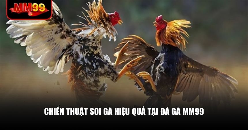 Soi kèo đá gà một cách bài bản tại đá gà MM99
